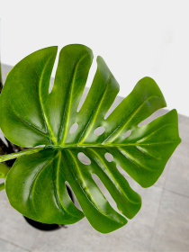 Штучна рослина "Monstera" Engard модель DW-22 Фото