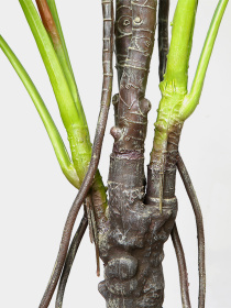 Штучна рослина "Monstera" Engard модель DW-22 Фото