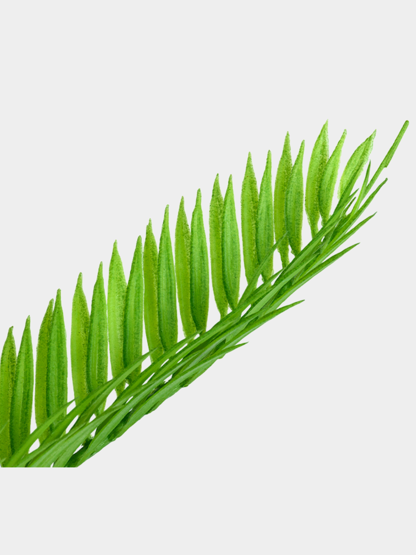 Искусственное растение "Cycas Palm" Engard модель DW-24 Фото