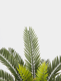 Штучна рослина "Cycas Palm" Engard модель DW-25 Фото
