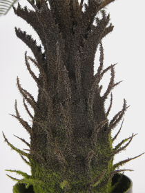 Штучна рослина "Cycas Palm" Engard модель DW-25 Фото