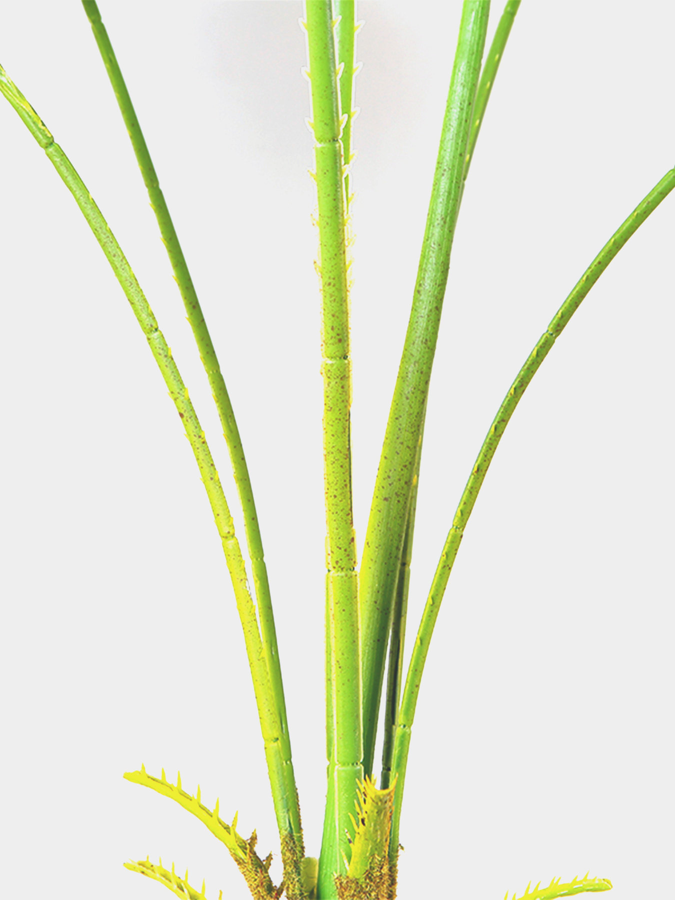 Искусственное растение "Fan Palm" Engard модель DW-26 Фото