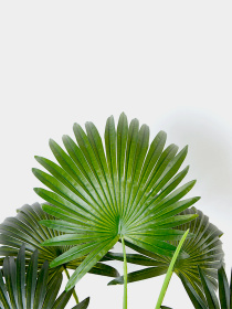 Искусственное растение "Fan Palm" Engard модель DW-26 Фото