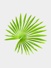 Штучна рослина "Fan Palm" Engard модель DW-27 Фото