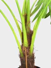 Штучна рослина "Fan Palm" Engard модель DW-27 Фото