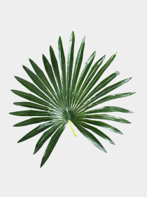 Штучна рослина "Fan Palm" Engard модель DW-27 Фото