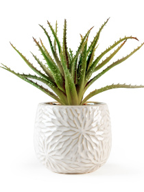 Искусственное растение в горшке MBM MY HOME модель DH-FLOWERS-13 GREEN/BEIGE Фото