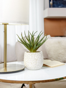 Искусственное растение в горшке MBM HOME модель DH-FLOWERS-13 GREEN/BEIGE Фото