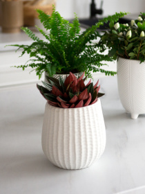 Горшок-кашпо для растений белый MBM MY HOME модель DH-FLOWERS-25 M WHITE Фото