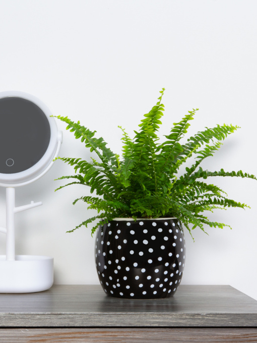 Горшок-кашпо для растений черный MBM MY HOME модель DH-FLOWERS-27 BLACK Фото