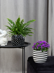 Горшок-кашпо для растений черно-белый MBM HOME модель DH-FLOWERS-27 WHITE/BLACK Фото