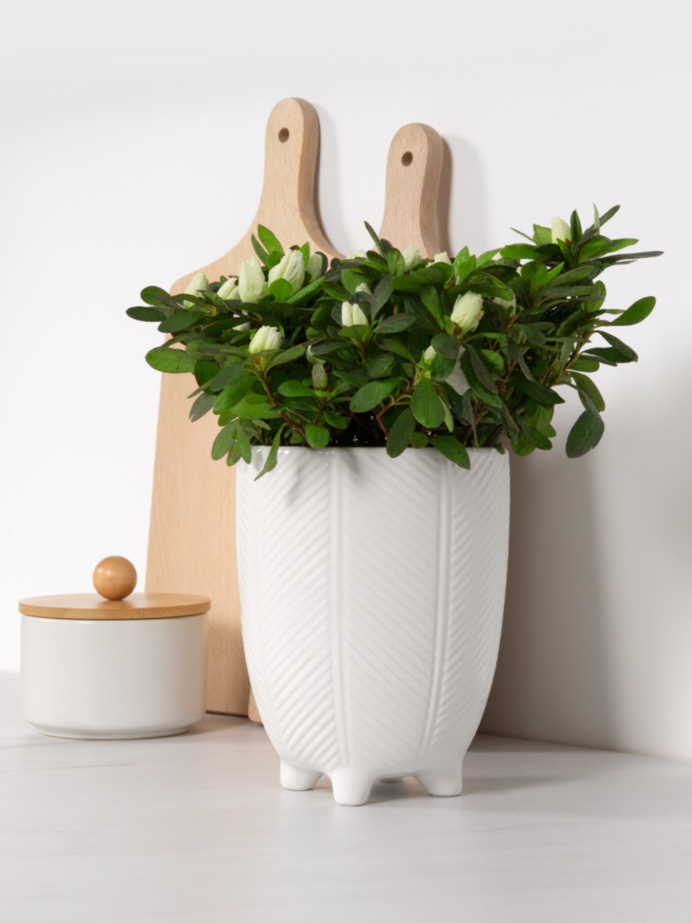 Горщик-кашпо для рослин білий MBM HOME модель DH-FLOWERS-28 M WHITE Фото