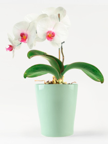 Горшок-кашпо для растений зеленый MBM MY HOME модель DH-FLOWERS-29 GREEN Фото