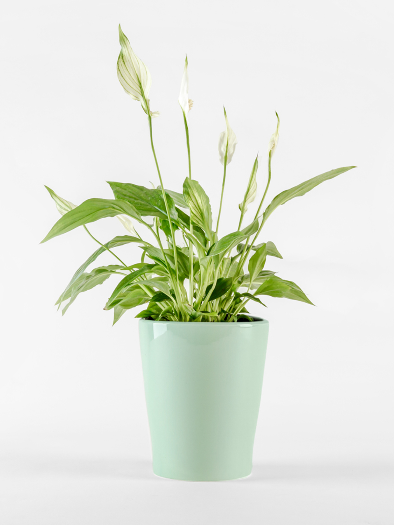 Горшок-кашпо для растений зеленый MBM HOME модель DH-FLOWERS-29 GREEN Фото