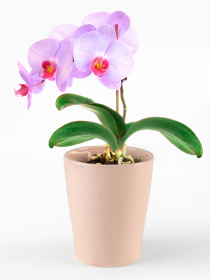 Горшок-кашпо для растений розовый MBM MY HOME модель DH-FLOWERS-29 PINK Фото