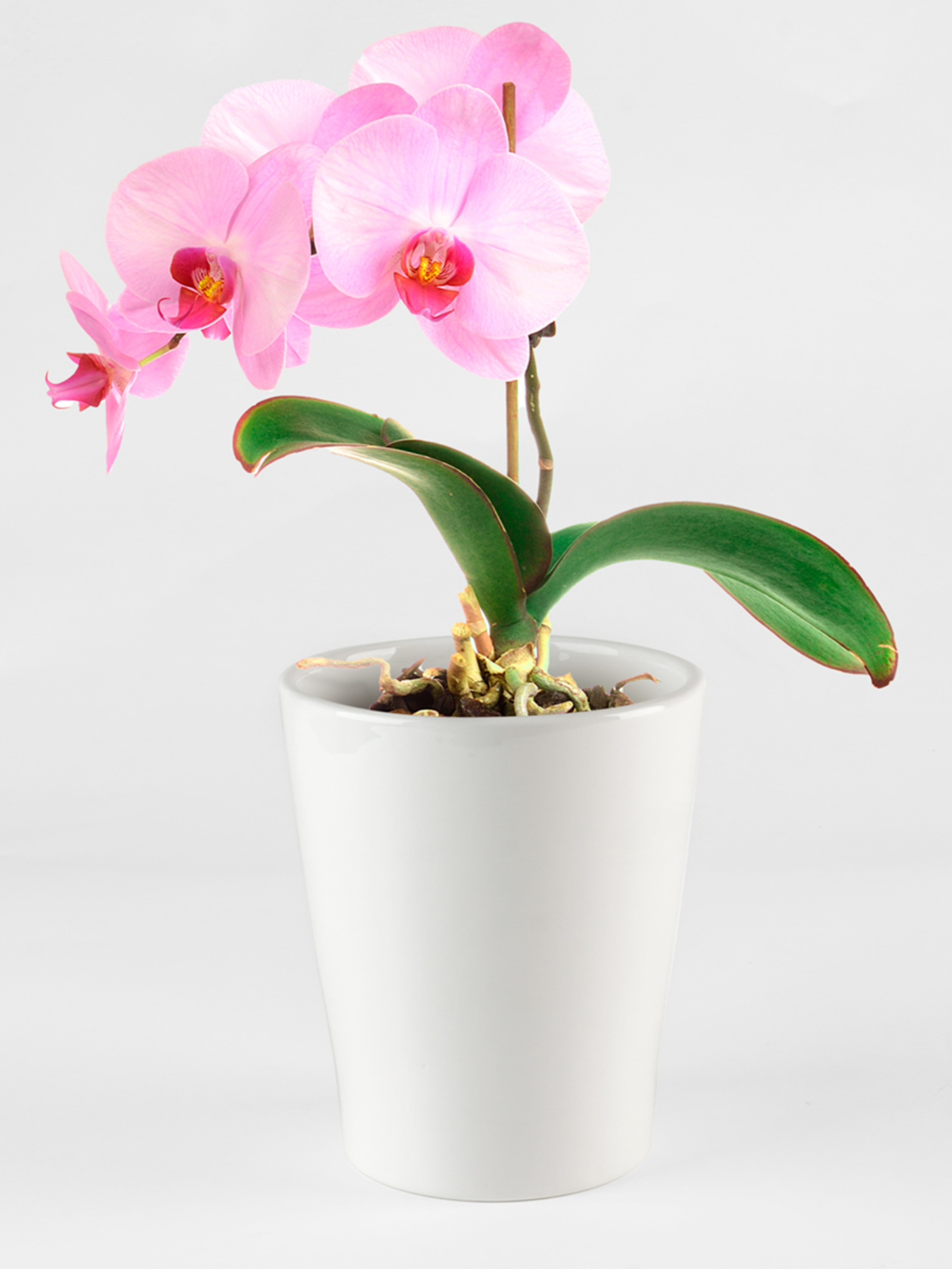 Горшок-кашпо для растений белый MBM HOME модель DH-FLOWERS-29 WHITE Фото