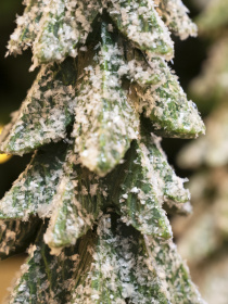 Статуетка новорічна "Ялинка" MBM MY HOME модель DH-ST-31 GREEN Фото