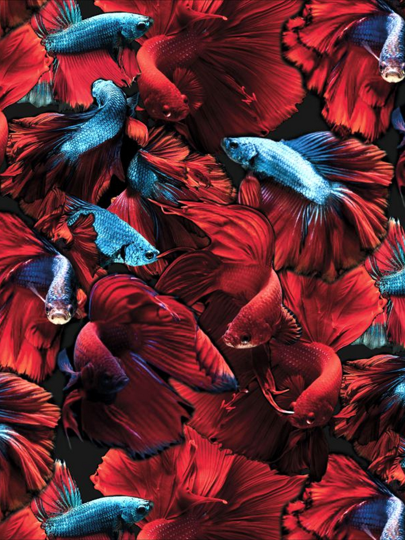 Плавки Geronimo модель 2026s4 20262 Фото