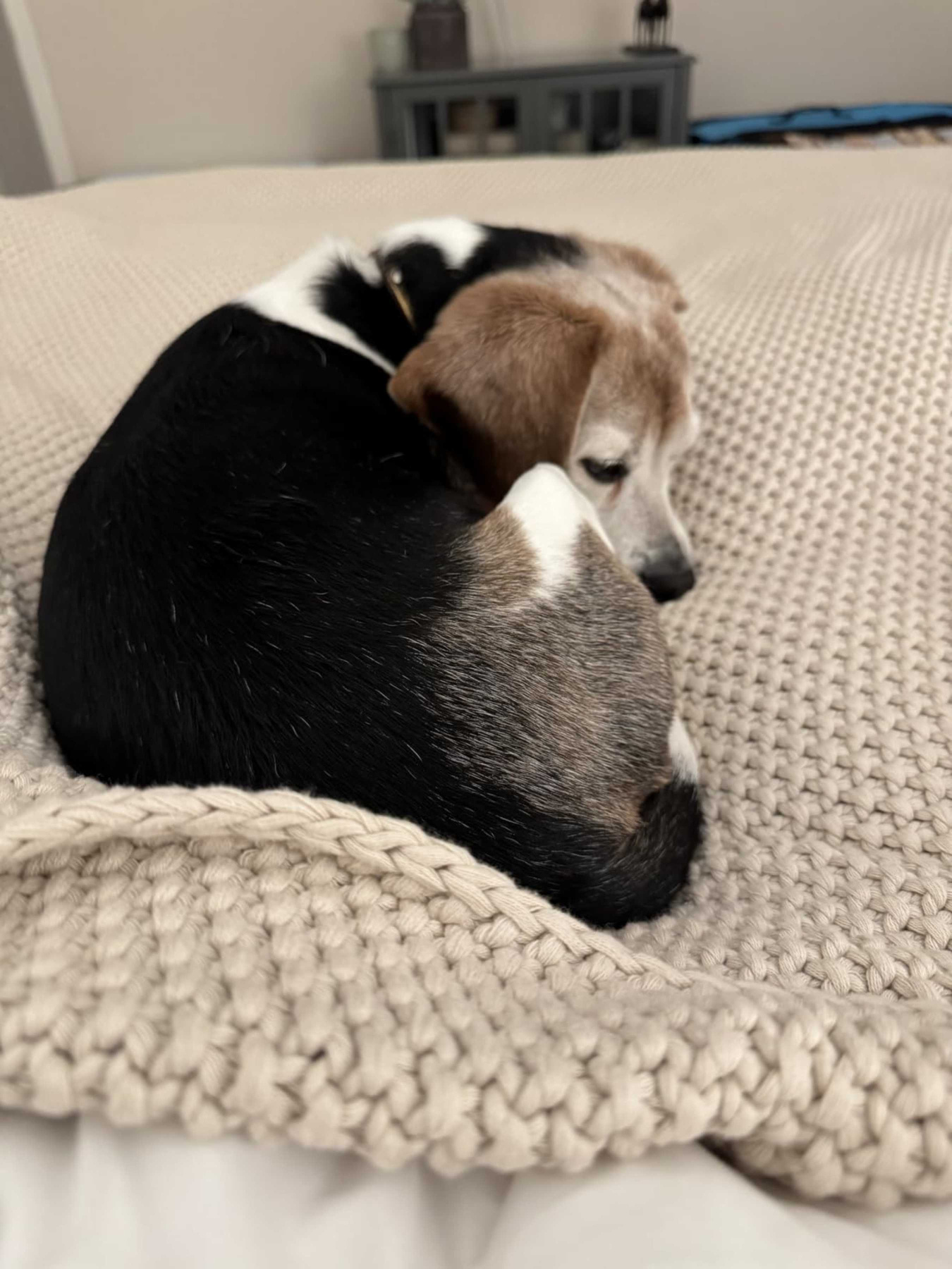 Плед - Покривало В'язані - Всі Сезони Бежевий Lovely Svi модель 181025 Плед - Покривало В'язані - Всі Сезони Бежевий Lovely Svi модель 181025 Фото