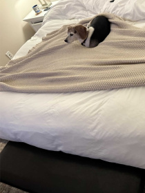 Плед - Покривало В'язані - Всі Сезони Бежевий Lovely Svi модель 181025 Плед - Покривало В'язані - Всі Сезони Бежевий Lovely Svi модель 181025 Фото